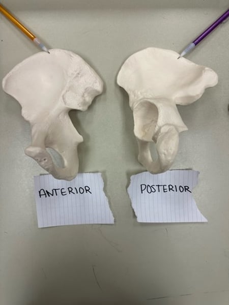 Lab 7// The Appendicular Skeleton Flashcards | Knowt