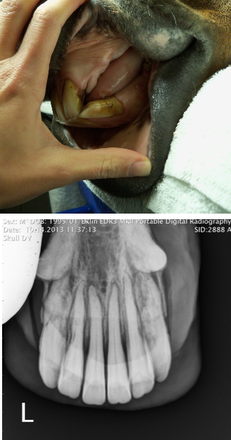 <p>progressive dental condition involving the incisors, canines, and premolars of aged horses internal and external resorption of dental structures and production of irregular cementum</p>