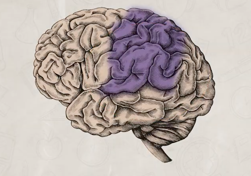<ul><li><p><span><span>processes sensory information like touch, temperature, and pain</span></span></p></li></ul><ul><li><p><span><span>spatial awareness, navigation, and coordinating body movements</span></span></p></li></ul><p></p>