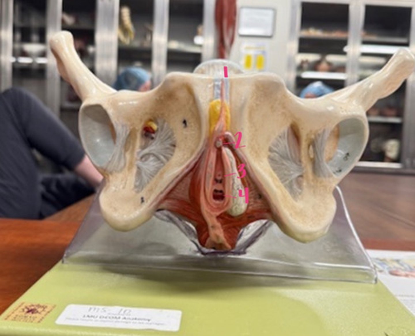 knowt flashcard image