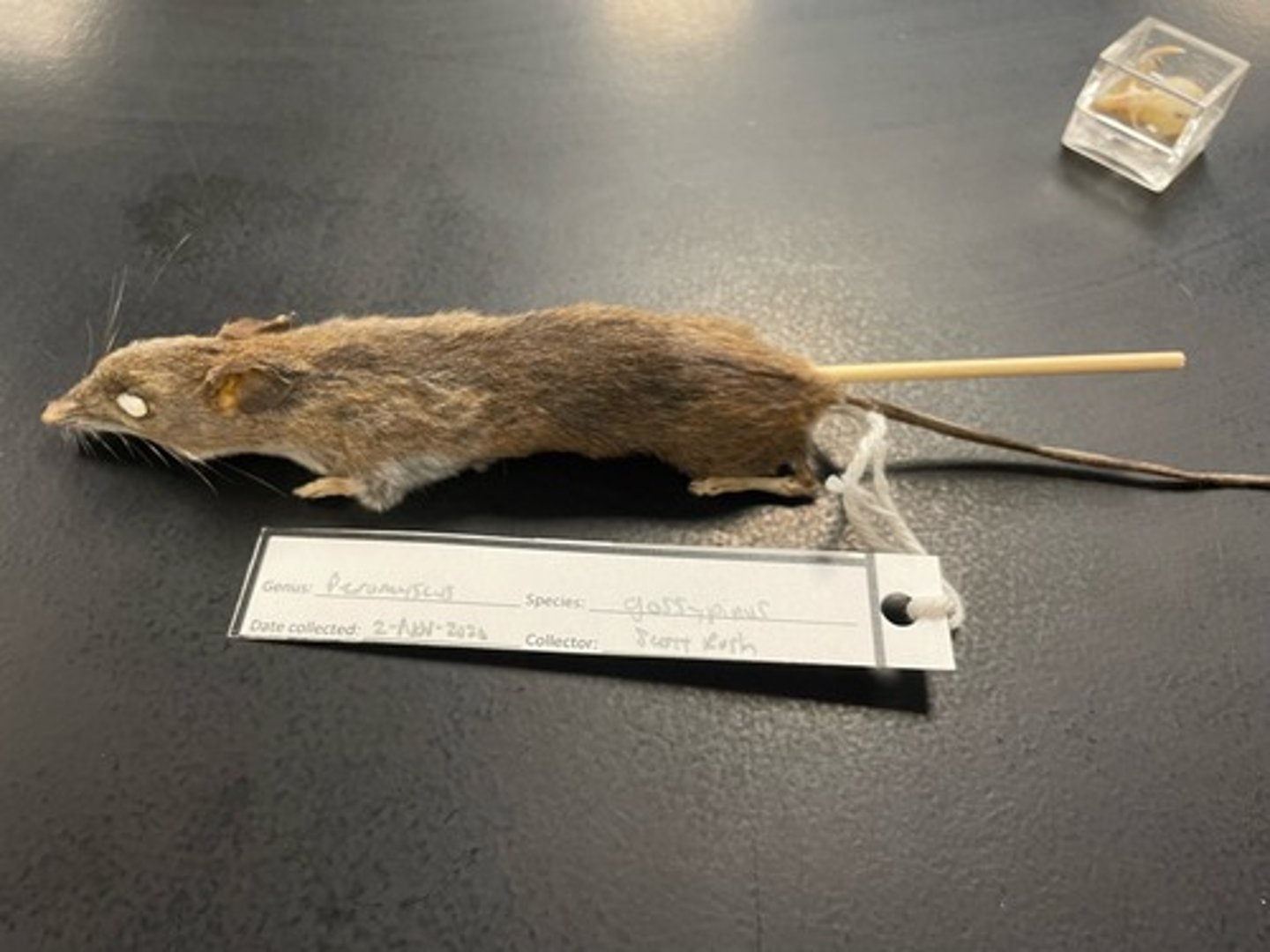 <p>Family: Cricetidae</p><p>Genus & Species: Peromyscus (gossypinus) (only know Genus, no species or common name)</p>