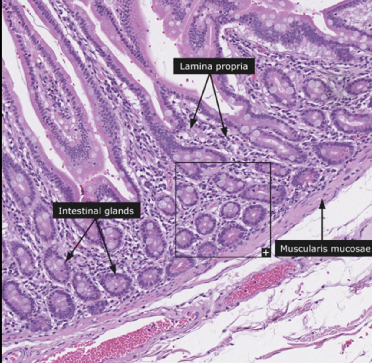 knowt flashcard image