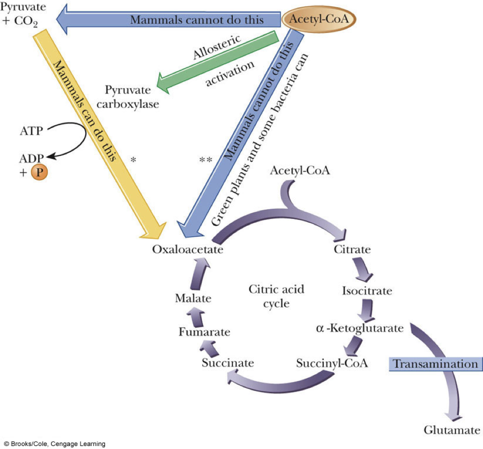 How do mammals ensure an adequate supply of metabolic intermediates? 