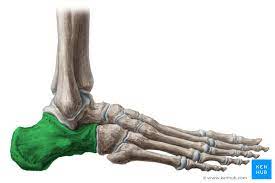 <p>relating to the heel bone or heel</p>