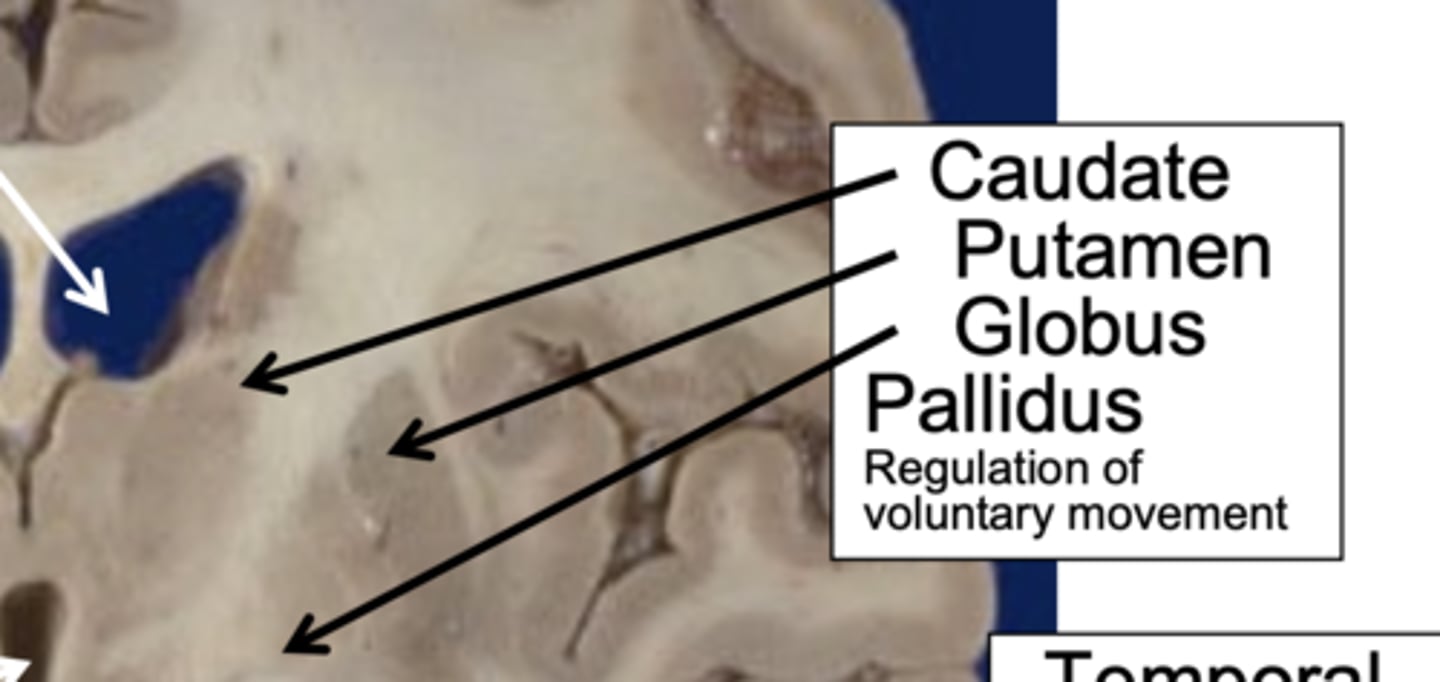 <p>caudate, putamen, globus pallidus → motor control &amp; inhibition</p>
