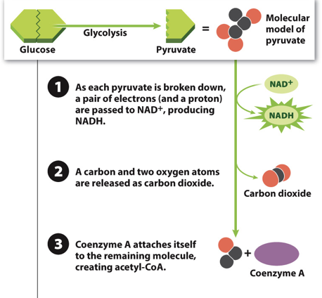 <p>Step 3: A molecule called coenzyme-A attaches itself to the remaining portion of pyruvate</p>