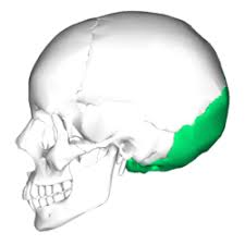 <p>bottom back of skull</p>