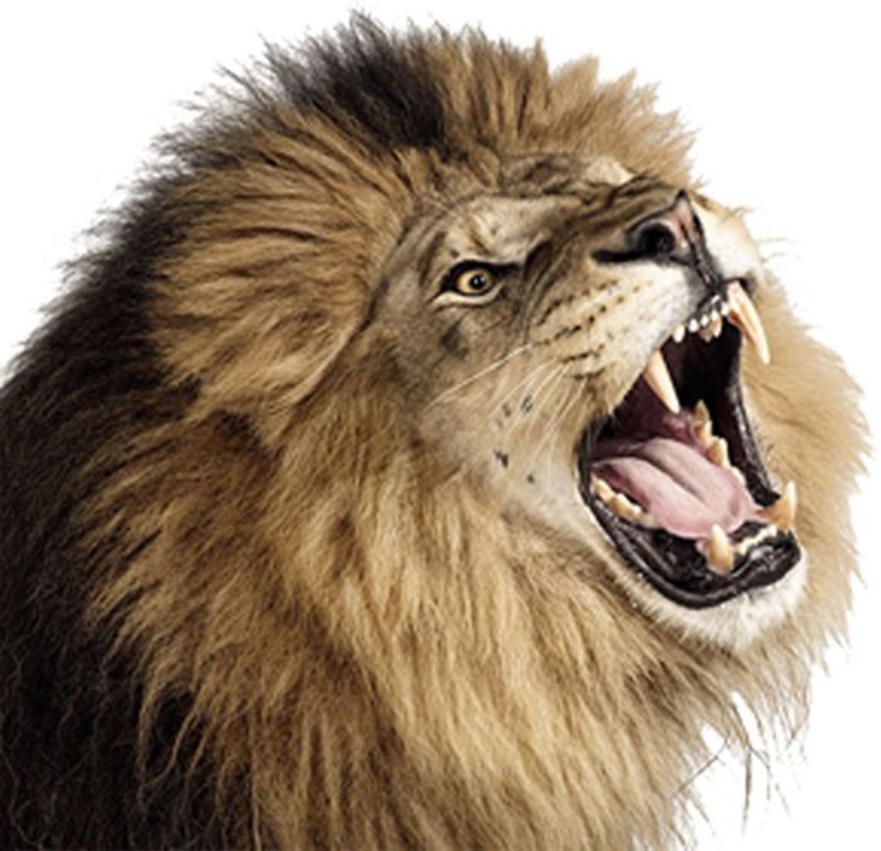 <p>fierce</p>