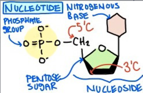 <p><span>The five nucleotides are: Adenine, Guanine, Cytosine, Thymine and Uracil. They are the building blocks of DNA and RNA.</span></p>