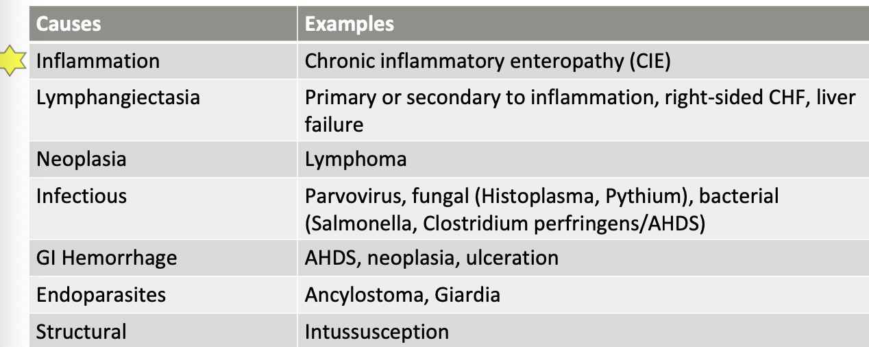 <p>-inflammation (CIE)</p><p>-lymphangiectasia</p><p>-neoplasia (lymphoma)</p><p>-infectious etiologies (parvo, histoplasma, pythium, bacterial)</p><p>-GI hemorrhage (AHDS, neoplasia)</p><p>-endoparasites (ancylostoma, giardia)</p><p>-structural (intussusception)</p><p>I SINGLE</p>