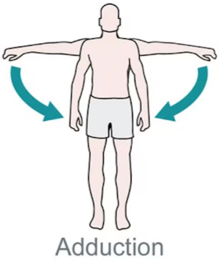 <p>Adduction</p>