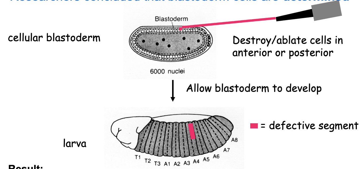 <ul><li><p>destroy/ablate cells in anterior or posterior of cellular blastoderm →allow blastoderm to develop</p></li><li><p>results: anterior cell ablation results in a partly defective anterior segment</p></li><li><p>posterior cell ablation results in a partly defective posterior segment</p></li><li><p>a stripe of 4 blastoderm cells in width gives rise to 1 segment in the larva</p></li><li><p><strong>conclusion</strong>: segmentation is already determined in the cellular blastoderm</p></li></ul><p></p>