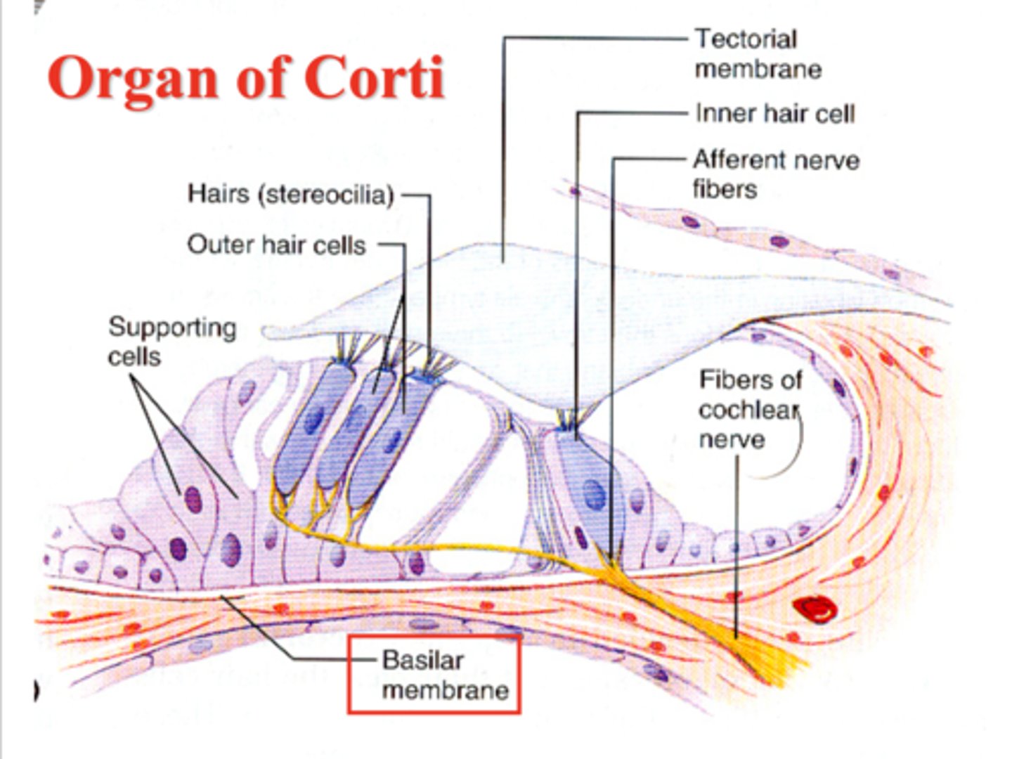 <p>basilar membrane on the bottom, structure holding up outer and inner hair cells, outer hair cells with stereocilia, Reisner's/tectorial membrane on top</p>