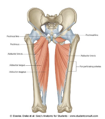 <p>ACTION of adductor group</p>