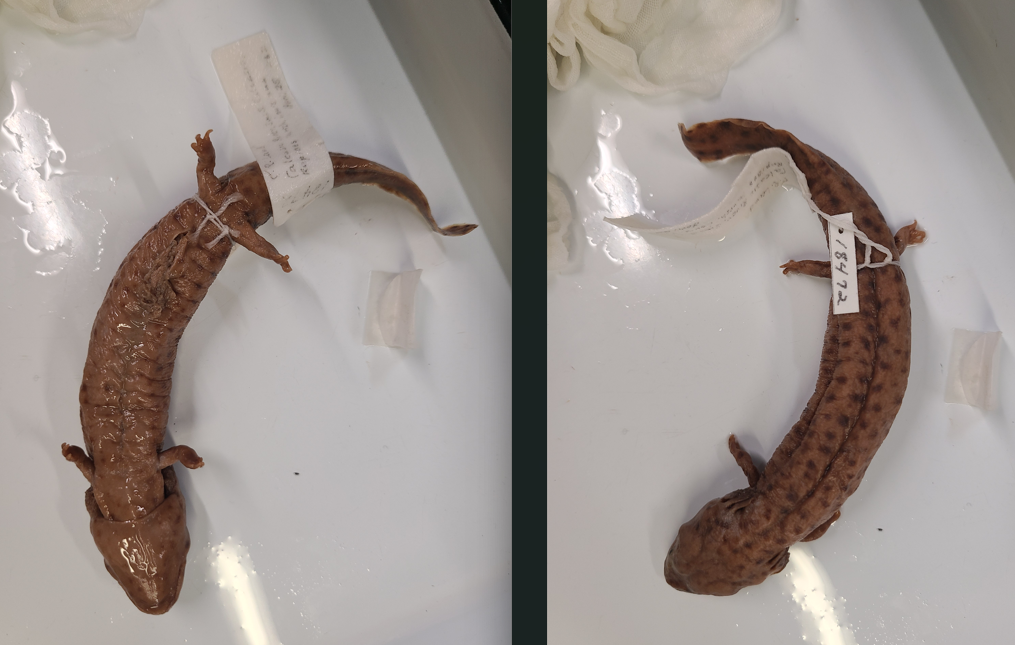 <p>Scientific name and diagnostic features</p>