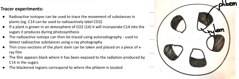 <p>What do the tracer experiment observations suggest?</p>