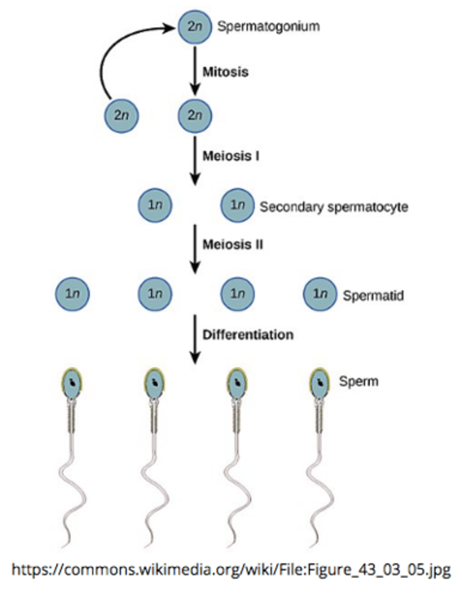<p>4; meiotic</p>