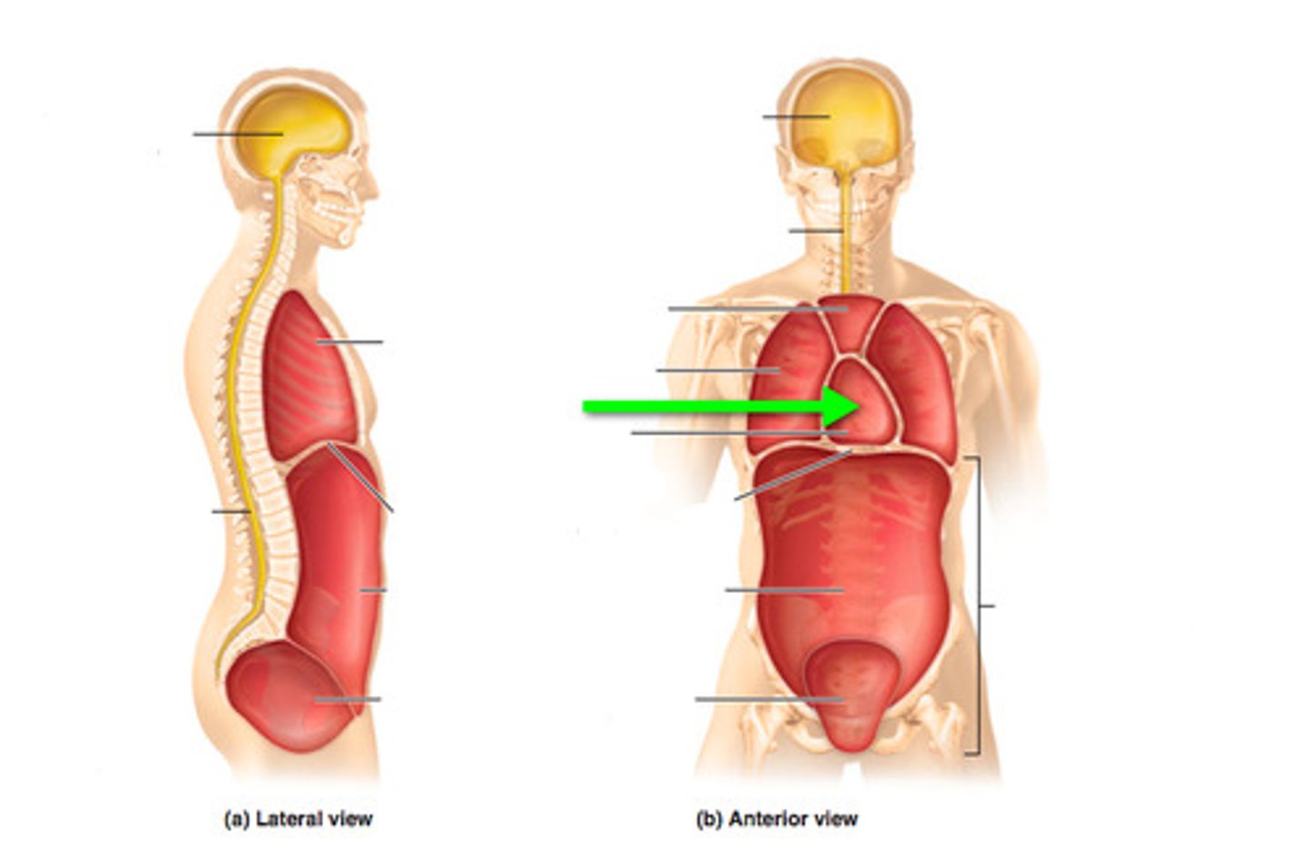 <p>Space between the pericardial layers containing fluid.</p>