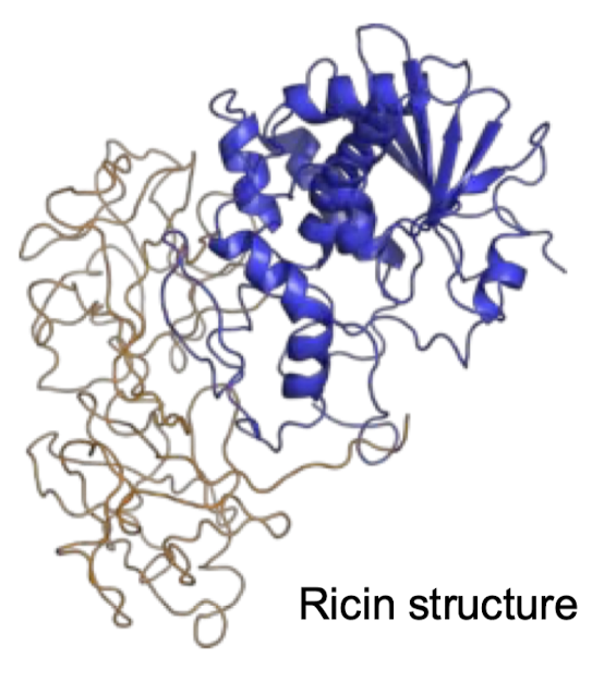 <p>Ricin is a small (65 kDA) highly toxic protein found in the seeds of castor oil plant (Ricinus communis) that affects eukaryotes. 500 ug is lethal for an adult human. This is a heterodimeric protein, meaning a catalytic A chain is joined by a single disulfide bond to a B chain.</p>