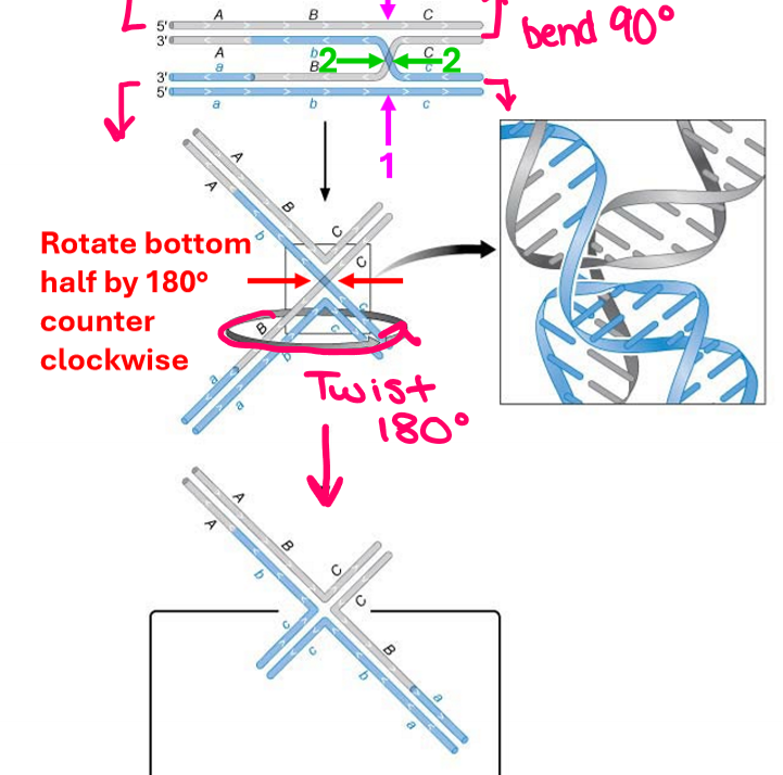 <p>Draw as an open cruciform structure by bending ends at 90 degrees and rotate bottom half by 180 degrees</p>