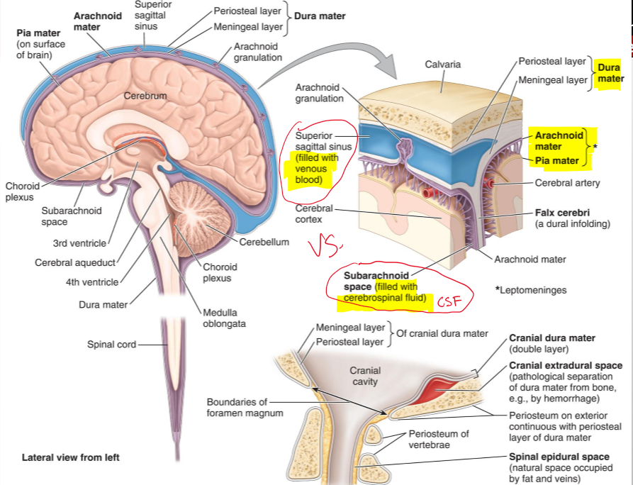 <p>The outer layer of the dura mater, continuous with the periosteum of the inner surface of the skull</p>