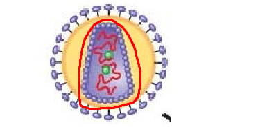 <p>structure circled in red</p>