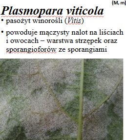 <p>Plasmopara viticola; + powoduje chorobę: mączniak rzekomy winorośli</p><p>Gr.: OOMYCOTA</p>