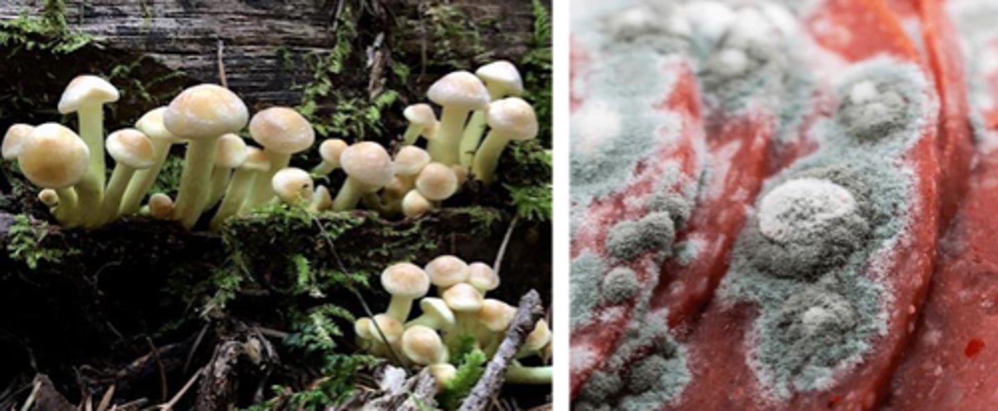 <p>organisms that break down dead organic material into simpler elements and compounds that can be recycled through the ecosystem</p>