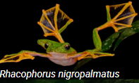 <p>Morphological diversity</p>