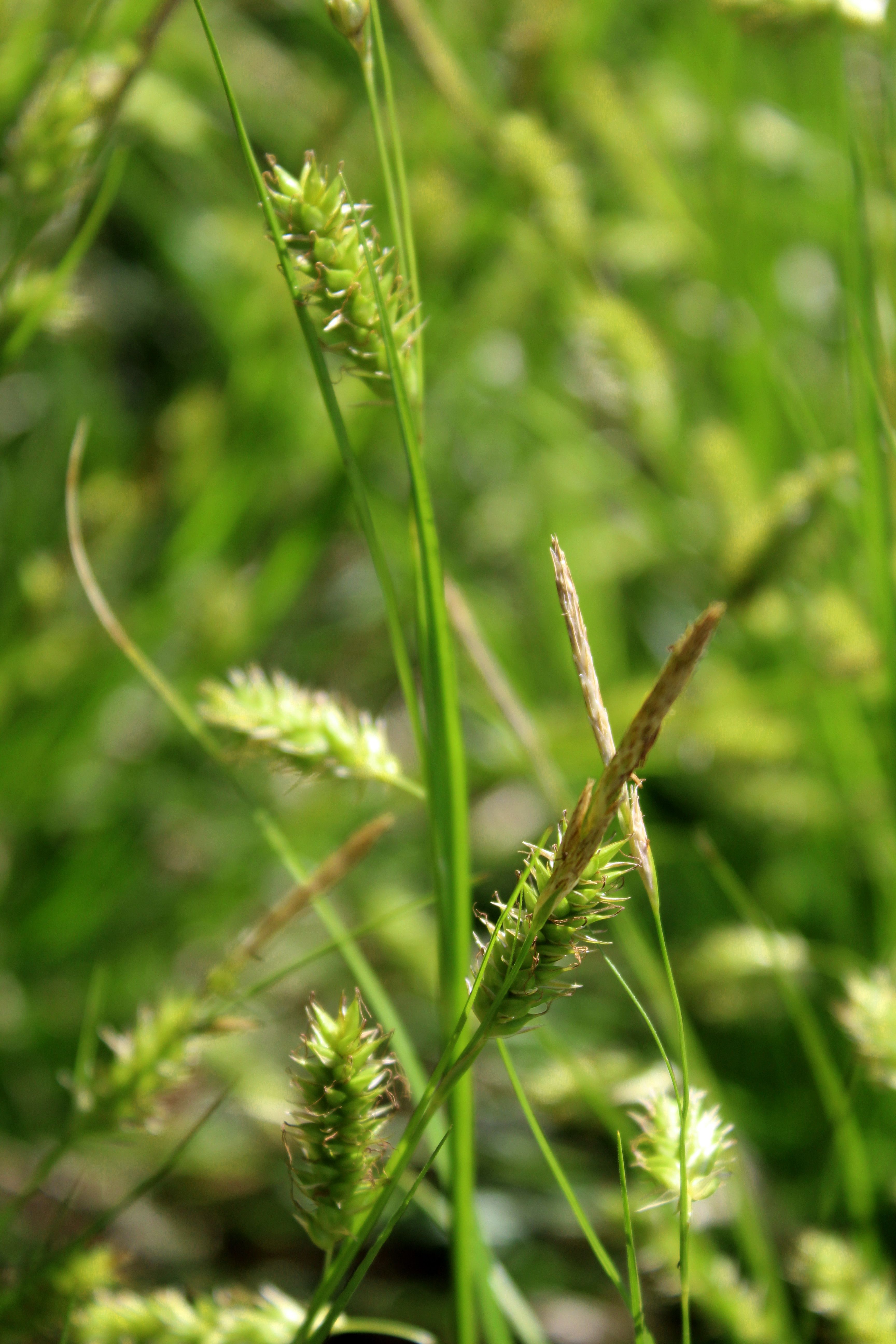 Family: Cyperaceae

SN: Carex cherokeensis