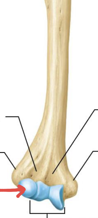 <p>what is this part of the humerus?</p>
