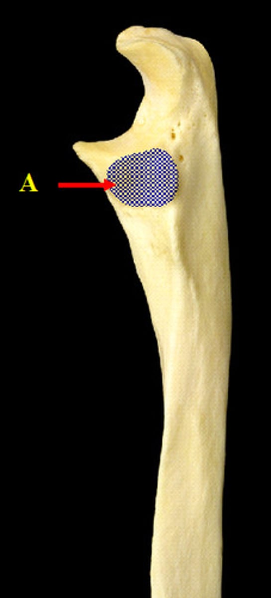 <p>articulates with radial tuberosity of radius</p>