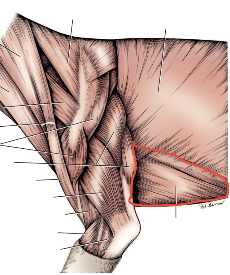 Which muscle is outlined in red