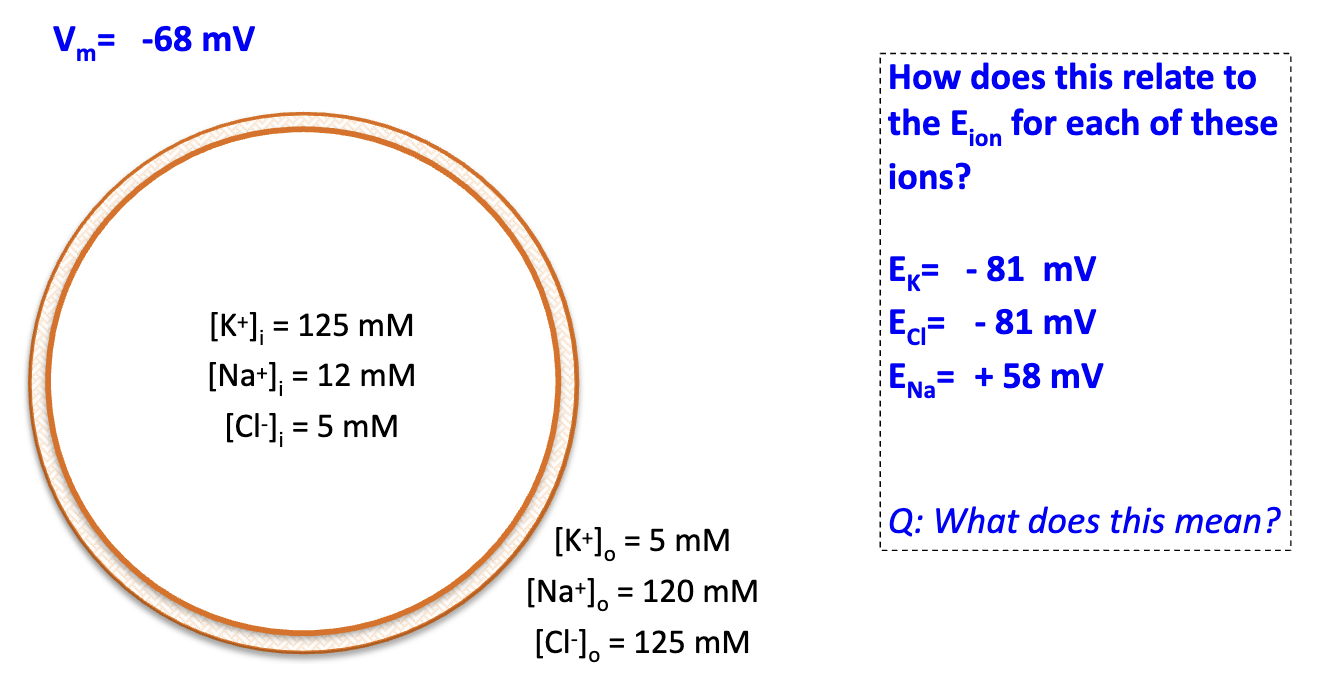 <p>Resting Vm is closer to K+ and Cl– equilibrium potentials. DRIVING force of an ion will try to force Vm towards Eion.</p>