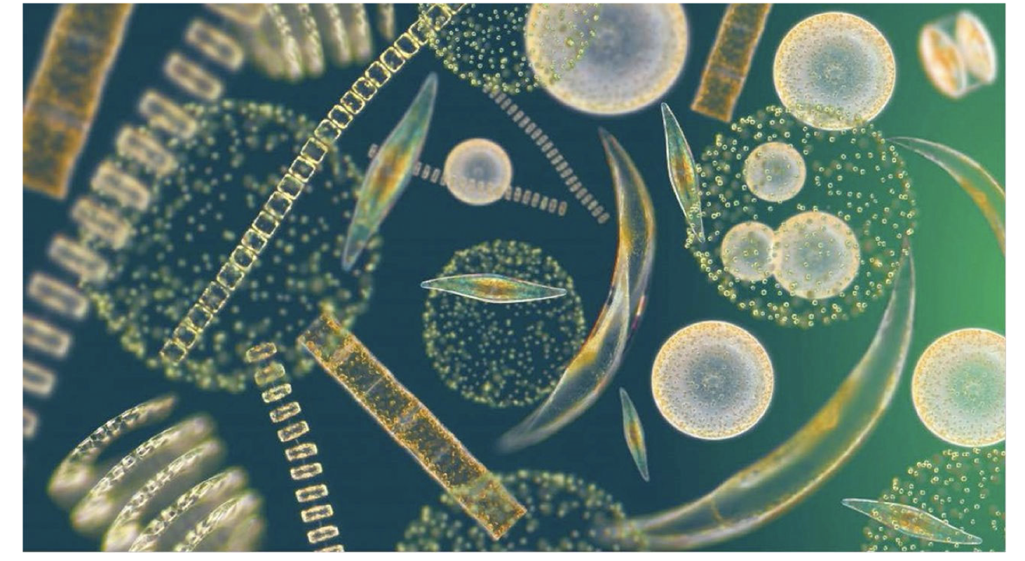 Phytoplankton-conduct photosynthesis