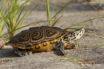 <p>Diamond-backed Terrapin</p>