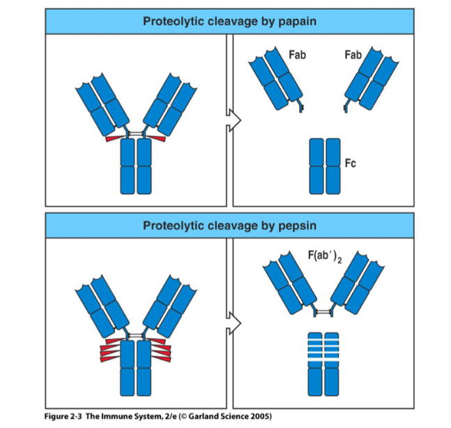 <p>Compare the difference between the different proteolytic cleavages by papain and pepsin </p>
