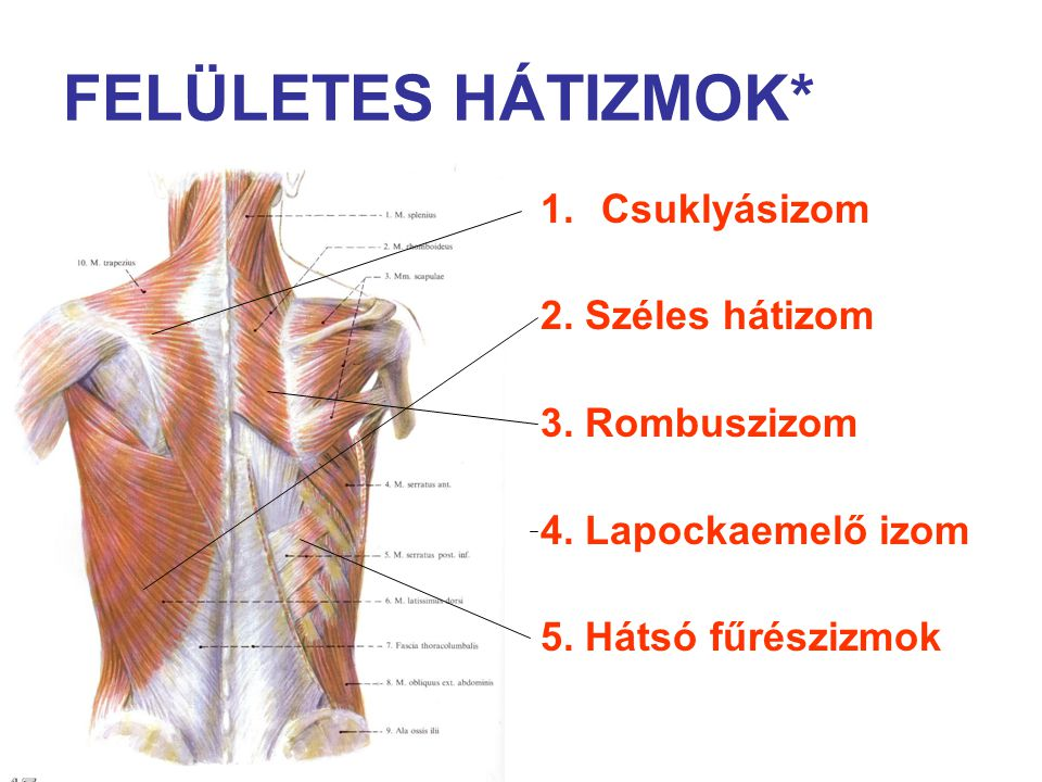 <p><span style="font-family: &quot;Times New Roman&quot;, serif">A bordákat süllyeszti</span></p>