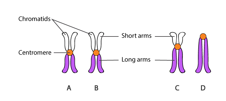 <p>A constricted region of the chromosome where the kinetochores form and the spindle microtubules attach</p><ul><li><p><span style="background-color: transparent;"><span>During cell division, it’s where the cell grabs the chromosome and pulls it apart (the attachment point for </span><strong><span>spindle microtubules, the filaments responsible for moving chromosomes in cell division)</span></strong></span></p></li><li><p><span style="background-color: transparent;"><span>Special multiprotein complex gathers there (the </span><strong><span>kinetochore</span></strong><span>), and tiny fibers (</span><strong><span>spindle microtubules</span></strong><span>) attach to the kinetochore to move the chromosome</span></span></p></li></ul><p></p>