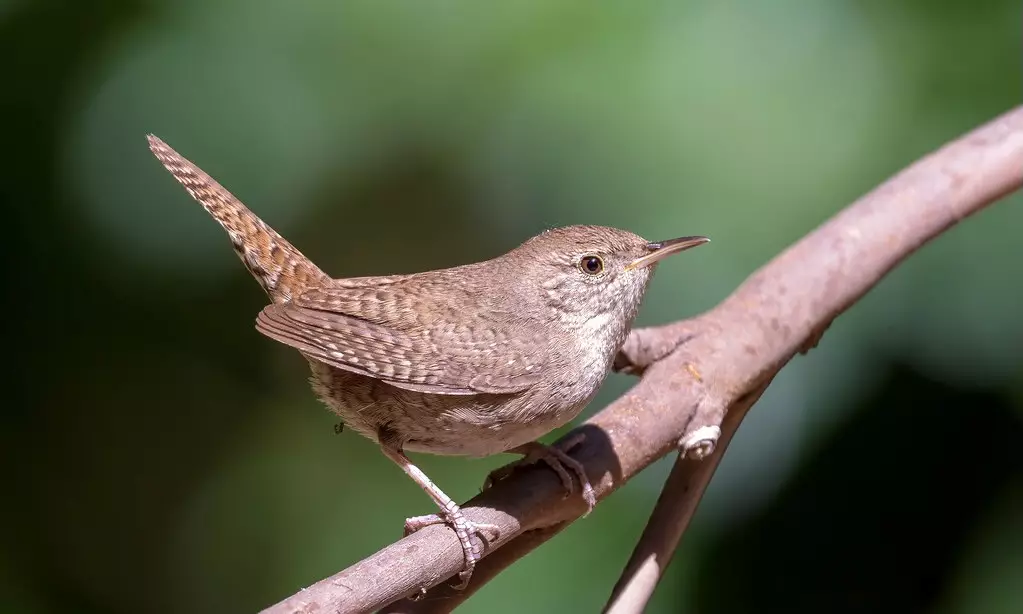 <p><span>&nbsp;&nbsp; House Wren</span></p>