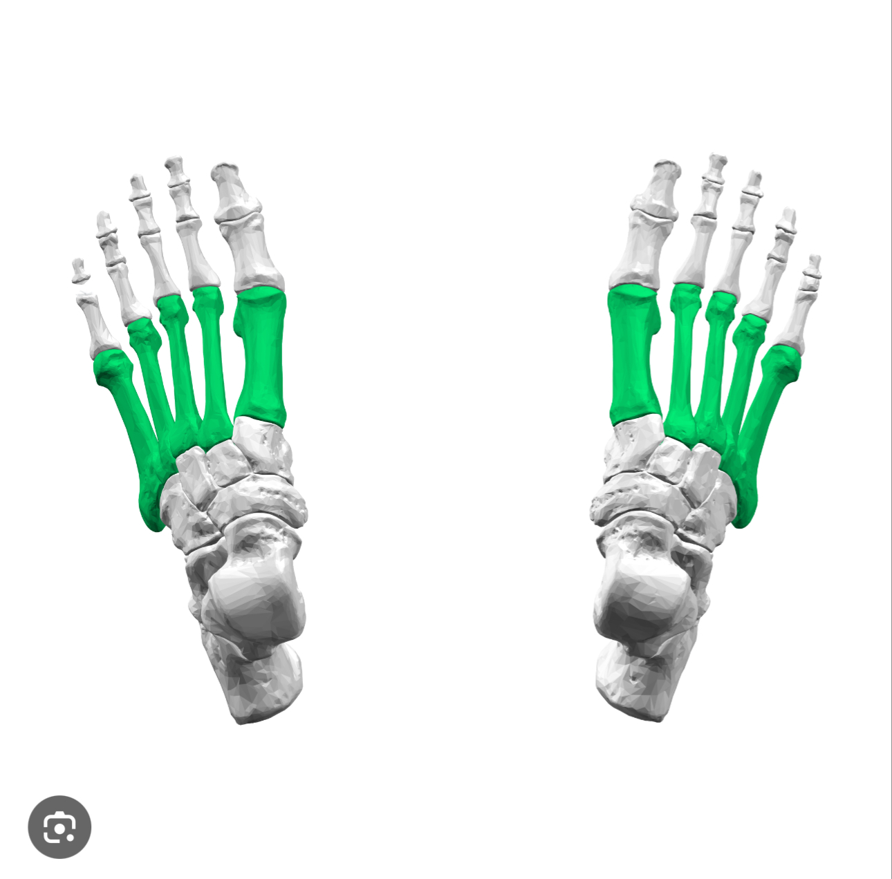 <p>FOREFOOT REGION</p><p>Five long tubular bones in the mid foot located between tarsal bones and phalanges.</p><p></p>