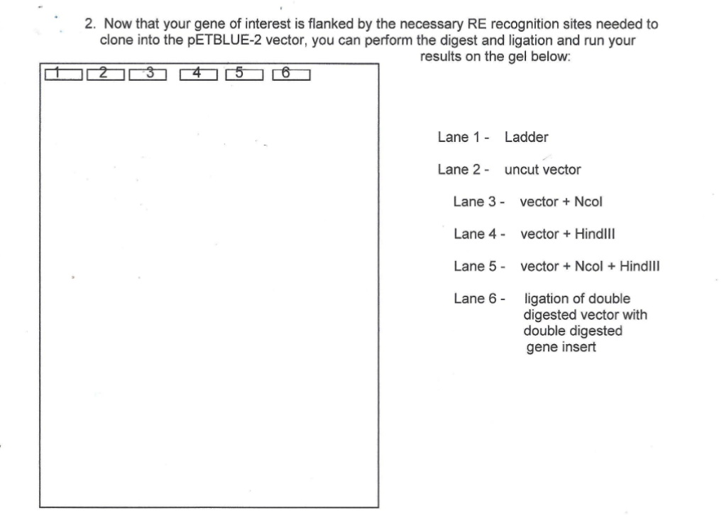 <p>In molecular cloning gel electrophoresis, a 6-lane gel is typically used to monitor different stages of the cloning process:</p><ol><li><p><strong>DNA Ladder/Marker:</strong> This lane contains DNA fragments of <strong>known</strong> sizes (you make it up). It is used as a reference to determine the approximate size of the unknown DNA fragments (vector, insert, recombinant plasmid) in the other lanes.</p></li><li><p><strong>Undigested/Uncut Plasmid Vector:</strong> This lane shows the plasmid vector before any restriction enzyme digestion. It typically appears as multiple bands representing different topological forms (supercoiled, relaxed, linear) of the plasmid, confirming its integrity and initial size.</p></li><li><p><strong>Digested Plasmid Vector:</strong> After being cut with restriction enzymes, this lane should show the linearized vector as a single, distinct band. This confirms that the restriction enzymes successfully cut the plasmid at the intended sites and allows verification of its linearized size.</p></li><li><p><strong>Insert DNA:</strong> This lane contains the isolated or PCR-amplified gene of interest (the insert). It verifies the size and purity of the DNA fragment intended to be ligated into the vector.</p></li><li><p><strong>Vector + RE site1 + RE site 2 = Ligation Reaction:</strong> This lane contains the mixture after the ligation step (joining the vector and insert). It can show a shift to a larger molecular weight band, indicating the successful formation of the recombinant plasmid (ligated vector + insert). It might also show un-ligated vector or insert, or other ligation products.</p></li><li><p><strong>Recombinant Plasmid (Ligation of Double-Digested vector with gene insert from Positive Clone):</strong> After transformation and selection of positive clones, this lane contains plasmid DNA extracted from a putative recombinant clone, which has then been digested again to excise the cloned insert. The presence of two distinct bands (linearized vector and excised insert) confirms successful cloning of the insert into the vector.</p></li></ol><p></p>