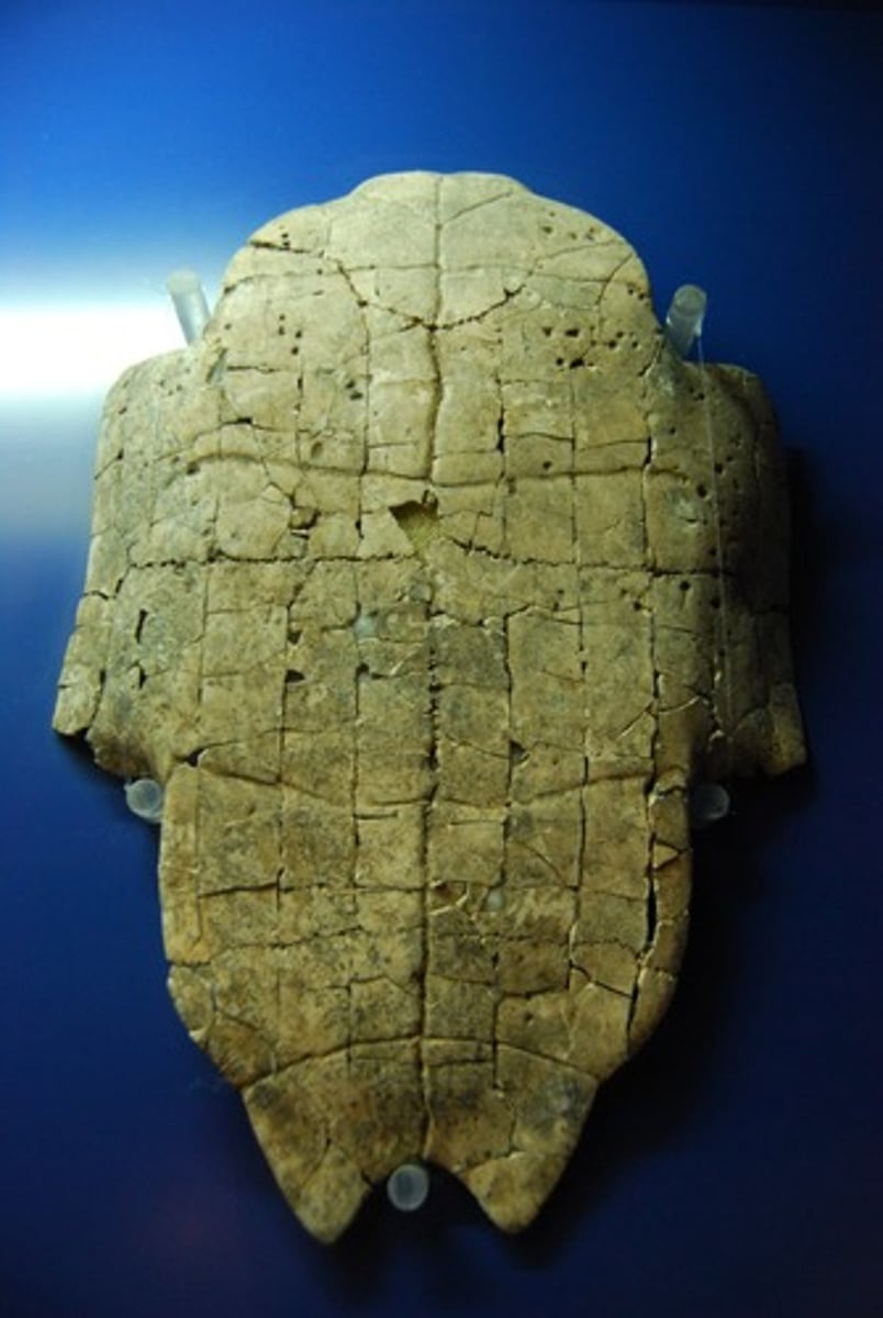 <p>An early Chinese dynasty. Not a unified Chinese state. Instead rulers and their relatives gave orders through a network of cities. Earliest evidence of Chinese writing comes from this period.</p>