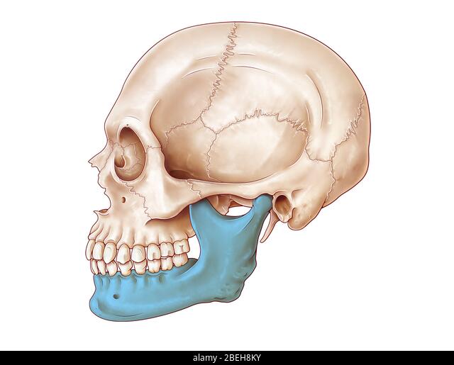 lower jaw: mandible
not the mandible: cranium