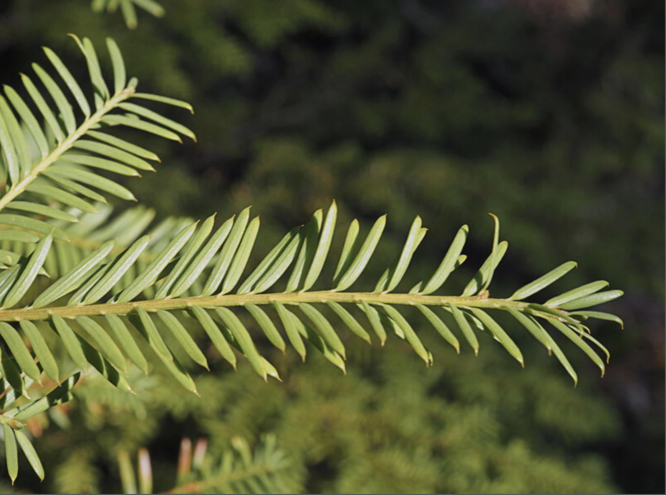 <p>identify by leaves</p>