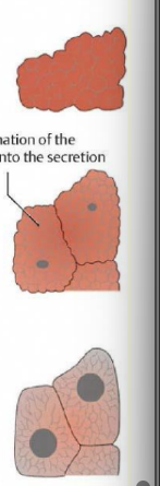 <p>what type of secretion is this </p>