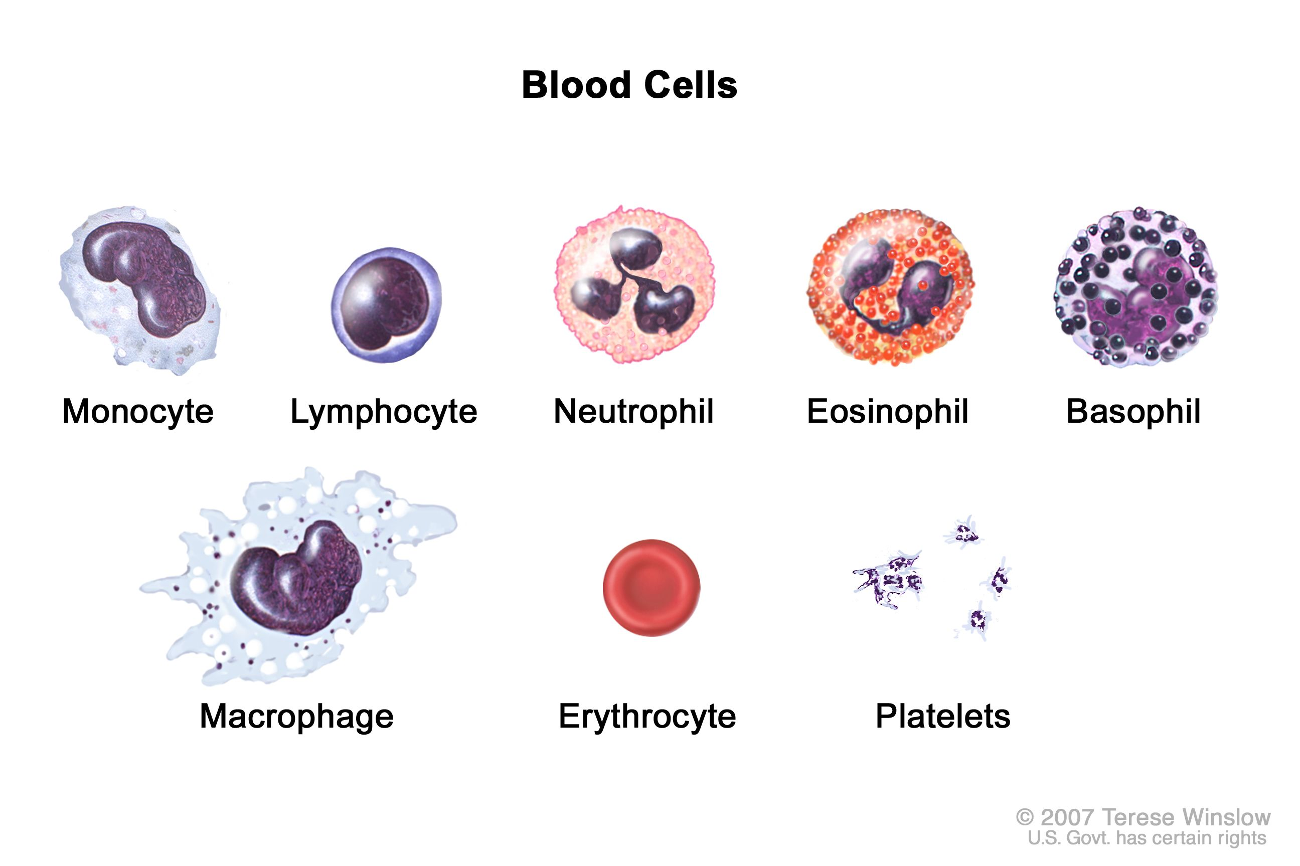<ul><li><p>aka RBC</p></li><li><p>flattened biconcave shape = increase SA:volume</p></li><li><p>essential in transporting oxygen</p></li><li><p>dont have nuclei = increases space available for haemoglobin</p></li><li><p>flexible = squeezes through narrow capillaries</p></li></ul><p></p>