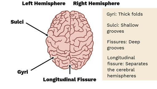 <p>fissures</p>