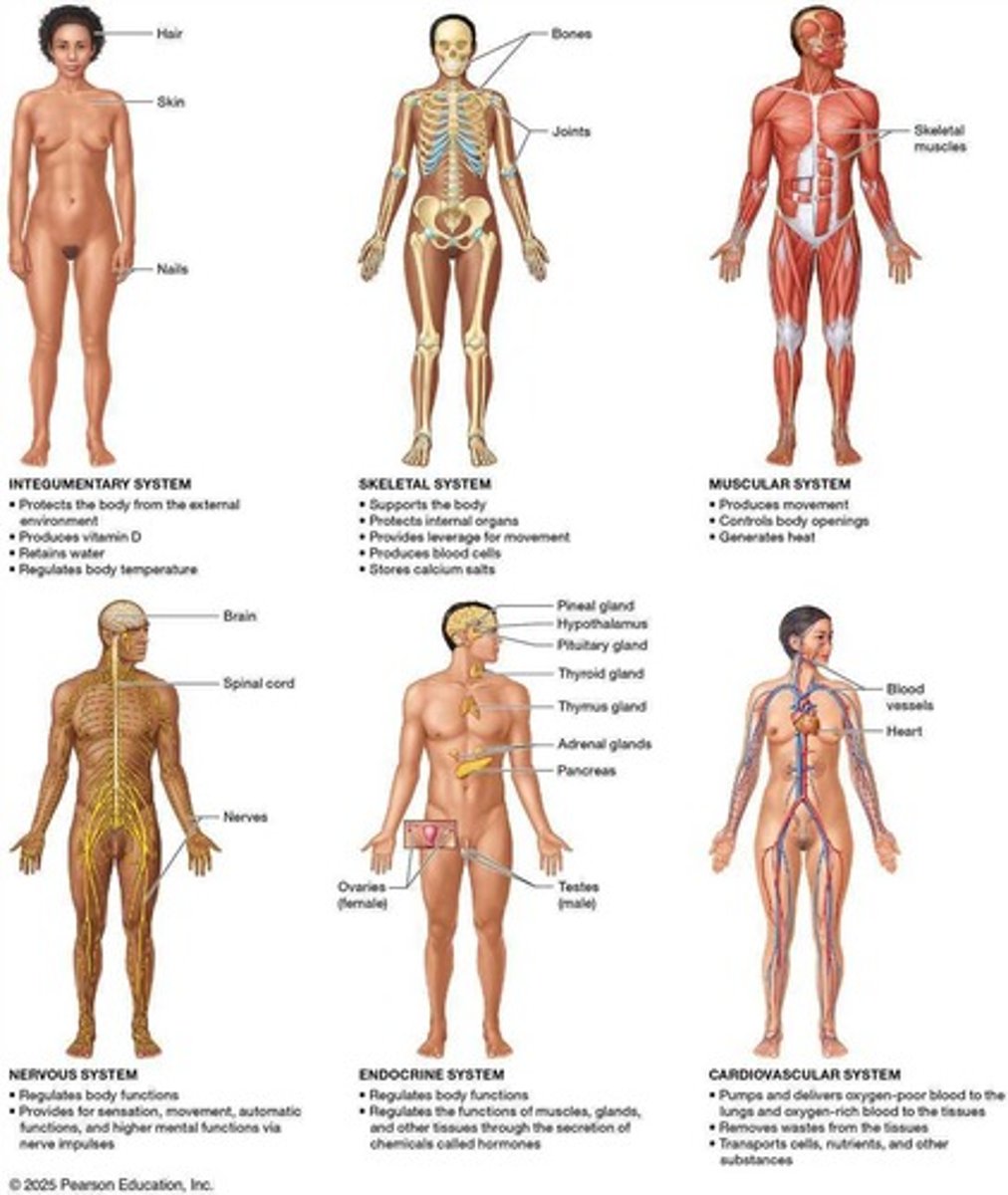 <p>Groups of organs working together for functions.</p>