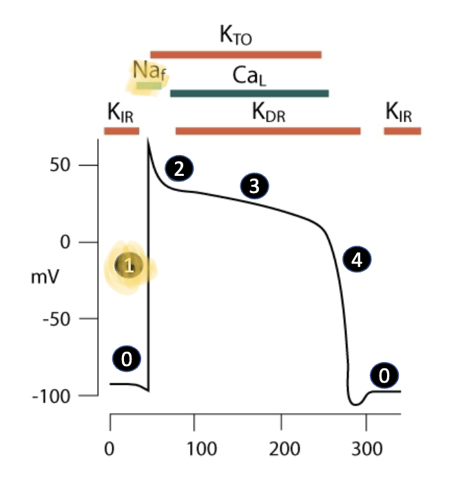 <ul><li><p>similar process in skeletal muscle</p></li><li><p><mark data-color="yellow" style="background-color: yellow; color: inherit"><u>voltage-gated </u></mark><span style="color: red"><strong><mark data-color="yellow" style="background-color: yellow; color: inherit"><u>fast sodium channels (Na<sub>f</sub>)</u></mark></strong></span><span style="color: #ffffff"><mark data-color="yellow" style="background-color: yellow; color: inherit"> are activated, allowing </mark><strong><mark data-color="yellow" style="background-color: yellow; color: inherit"><u>influx</u></mark></strong><mark data-color="yellow" style="background-color: yellow; color: inherit"> of </mark><strong><mark data-color="yellow" style="background-color: yellow; color: inherit"><u>positively charged sodium ions</u></mark></strong></span></p></li><li><p><span style="color: #ffffff">cells are becoming more <strong><u>positive (depolarization)</u></strong></span></p></li></ul><p></p>